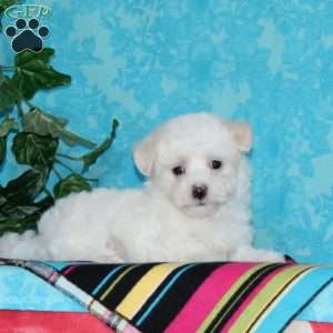 Jimmy, Maltipoo Puppy